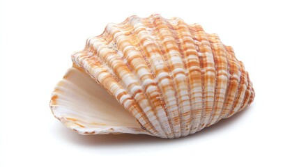 Fototapeta premium A pristine white seashell rests alone on a stark white background.