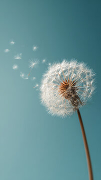 Dandelion seed head with seeds blowing away against a teal sky, representing change, freedom, and the ephemeral nature of life