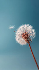 Obraz premium Dandelion seed head against blue sky, one seed in flight, symbolizes change, new beginnings, and freedom, perfect for nature or inspirational concepts