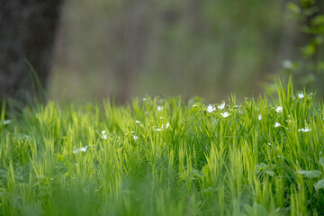 Stellaria holostea. delicate forest flowers made of ham, Stellaria holostea or Echte Sternmiere. Floral background. White flowers on a natural background. close-up, macro photo, beauty of nature