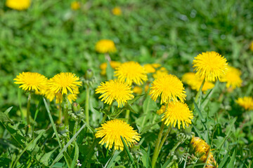 Yellow dandelions (Taraxacum officinale) blooming on green grass background