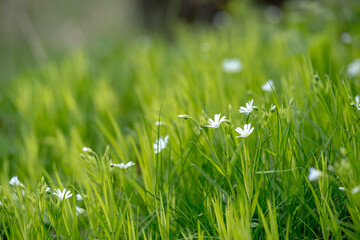 Stellaria holostea. delicate forest flowers made of ham, Stellaria holostea or Echte Sternmiere. Floral background. White flowers on a natural background. close-up, macro photo, beauty of nature