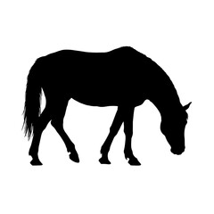 Obraz premium Midnight Grazing