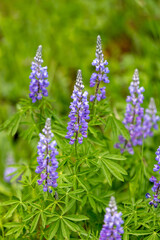 Lupine Spring