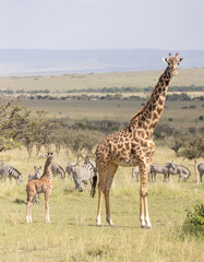 Giraffe Calf and Mother Near Zebras
