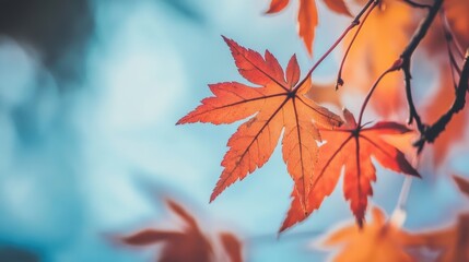 Vibrant Red Maple Leaves Against a Soft Blue Sky Background