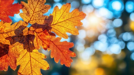 Fototapeta premium Vibrant Autumn Leaves with Bokeh Background in Soft Natural Light