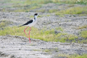 Uzunbacak » Black-winged Stilt » Himantopus himantopus