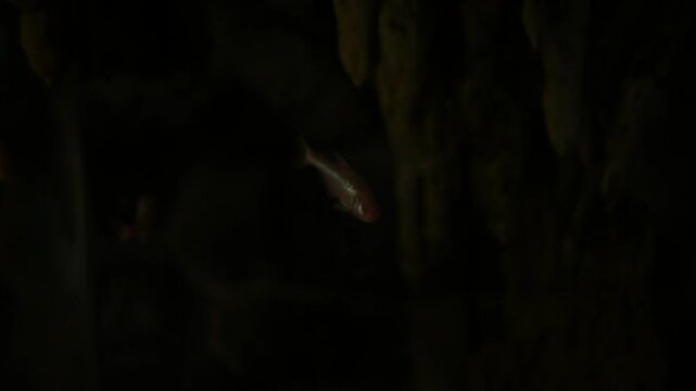 Mexican Blind Cave Fish Swimming in Dark Water - 2
