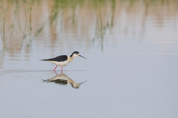 Uzunbacak » Black-winged Stilt » Himantopus himantopus