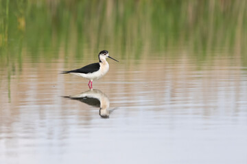 Uzunbacak » Black-winged Stilt » Himantopus himantopus