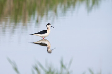 Uzunbacak » Black-winged Stilt » Himantopus himantopus
