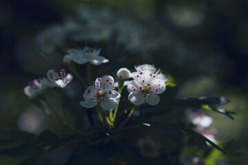  hawthorn or may tree flowers, shallow depth of field and blurred background
