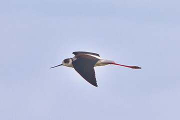 Uzunbacak » Black-winged Stilt » Himantopus himantopus