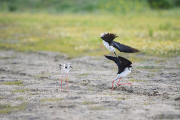 Uzunbacak » Black-winged Stilt » Himantopus himantopus