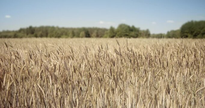 Golden wheat blades sway dynamically in the wind across a dense field. Shot front-facing in bright sunlight, capturing natural rural movement.