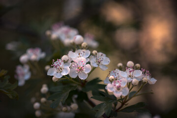  hawthorn or may tree flowers, shallow depth of field and blurred background
