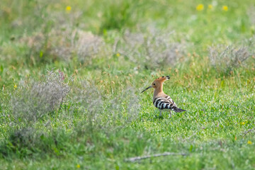 İbibik » Eurasian Hoopoe » Upupa epops