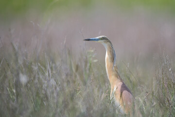 Alaca balıkçıl » Ardeola ralloides » Squacco heron