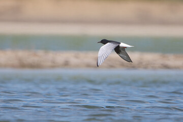 Akkanatlı sumru » Chlidonias leucopterus » White-winged Tern