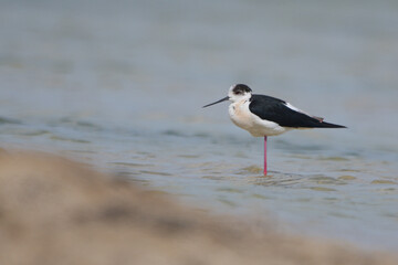 Uzunbacak » Black-winged Stilt » Himantopus himantopus