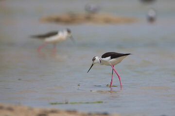 Uzunbacak » Black-winged Stilt » Himantopus himantopus
