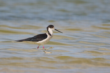 Uzunbacak » Black-winged Stilt » Himantopus himantopus