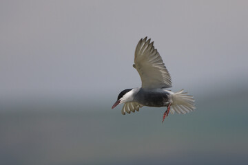 Sumru » Sterna hirundo » Common Tern