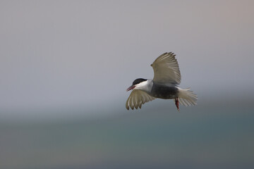Sumru » Sterna hirundo » Common Tern