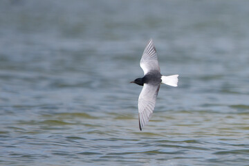 Akkanatlı sumru » White-winged Tern » Chlidonias leucopterus