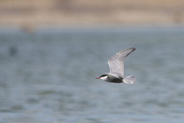 Sumru » Sterna hirundo » Common Tern