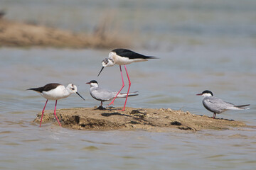 Uzunbacak » Black-winged Stilt » Himantopus himantopus