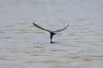 Sumru » Sterna hirundo » Common Tern