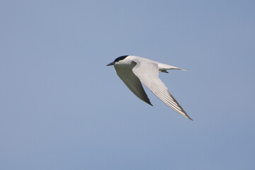 Sumru » Sterna hirundo » Common Tern