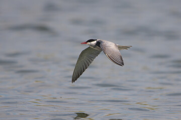 Sumru » Sterna hirundo » Common Tern