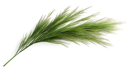 Fototapeta premium Single stem of green grass plume isolated on a clean white backdrop enhancing natural elegance and purity