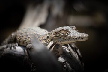 little baby crocodile in the jungle