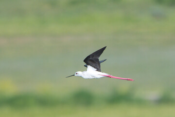 Uzunbacak » Black-winged Stilt » Himantopus himantopus