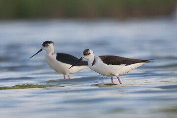 Uzunbacak » Black-winged Stilt » Himantopus himantopus
