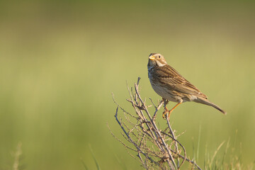 Tarla kirazkuşu » Corn Bunting » Emberiza calandra