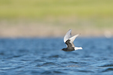 Akkanatlı sumru » Chlidonias leucopterus » White-winged Tern