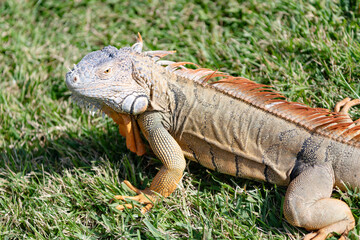 Iguana lizard in tropical jungle. Wild iguana lizard. Exotic iguana reptile. Exotic reptile animal. Wildlife fauna. Reptile animal in nature. Wildlife zoo in jungle. Tropical iguana habitat