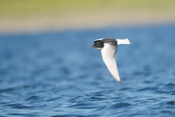 Akkanatlı sumru » Chlidonias leucopterus » White-winged Tern