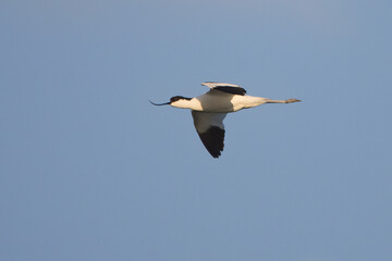 Kılıçgaga » Recurvirostra avosetta » Pied avocet