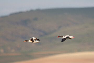 Naklejka premium Suna » Common Shelduck » Tadorna tadorna