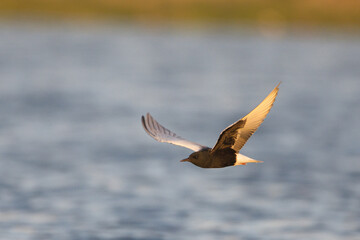 Akkanatlı sumru » White-winged Tern » Chlidonias leucopterus

