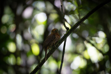 bird on a branch
