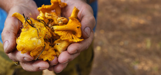 Man holding a handful of freshly picked yellow chanterelle mushrooms. © Dina