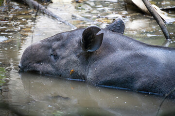 big tapir chilling in the water