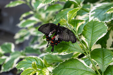 Close-up of a Scarlet Mormon (Papilio rumanzovia) butterfly resting on vibrant variegated green leaves. The dark wings contrast beautifully with the foliage.